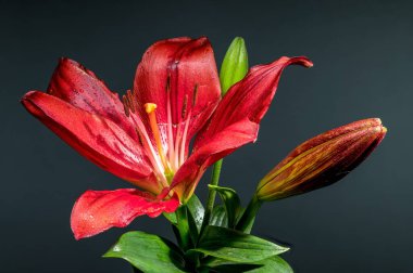 Çiçek açmış canlı kırmızı bir zambak, yanında iki tomurcuk, koyu gri bir arka plana karşı duruyor.