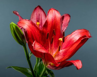 Canlı kırmızı bir zambak, tek bir tomurcuk eşliğinde, soluk gri bir arkaplanda belirgin bir şekilde duruyor.