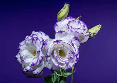 Mor kenarları ve su damlacıkları ile üç enfes beyaz Eustoma, canlı mor bir zemin üzerinde tomurcuklar eşliğinde çiçek
