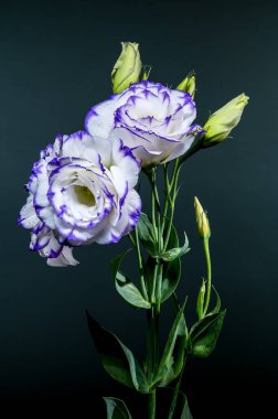 Mor kenarları ve su damlacıkları ile birlikte koyu bir zemin üzerinde iki nefis beyaz Eustoma çiçek