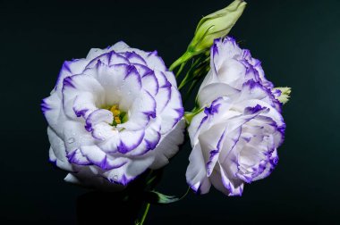 Mor kenarları ve su damlacıkları ile birlikte koyu bir zemin üzerinde iki nefis beyaz Eustoma çiçek