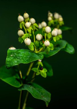 Işıldayan su damlacıklarıyla süslenmiş, çarpıcı beyaz hiperikum meyveleri kümesi, koyu yeşil bir zemin üzerinde duruyor.
