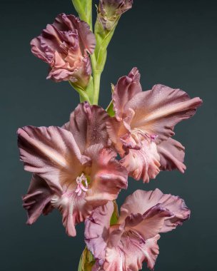 Bir gladiolus çiçeğinin detaylı ve zarif bir görüntüsü. Yapraklar yumuşak açık mor ve pembe tonlarda narin fırfırlar ve ince çiğ damlaları içerir, hepsi koyu bir arkaplan üzerine kuruludur.