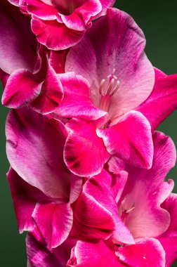 Taç yapraklarında çarpıcı beyaz bir kenarı olan muhteşem pembe bir gladiolus çiçeğinin detaylı bir yakın çekimi. Parlak çiçek, hassas yapısını ve güzel rengini ön plana çıkaran, katı yeşil bir zemin üzerine kurulur.