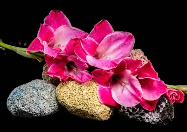 Gözenekli volkanik kayaların üzerinde duran canlı pembe gladiolus çiçeklerinin yatay bileşimi. Çiğ kaplı çiçekler ve desenli taşlar siyah bir arkaplana çarpıcı bir şekilde vurgulanır.