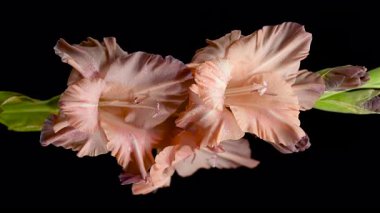 Canlı bir Pembe Gladiolus 'un 4K videosu derin ve karanlık bir arkaplanda duruyor. 