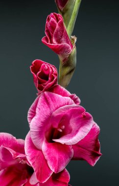 Çoklu pembe gladiolus çiçeklerinin detaylı ve canlı dikey yakın çekimi. Yapraklar, kenarlarında çarpıcı beyaz bir bukle bulunan, dinamik ve taze bir çiçek kompozisyonu yaratan, zengin pembe bir renge sahiptir.