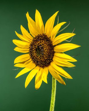 Tek bir sarı ayçiçeği koyu yeşil bir arkaplanda duruyor. Odak noktası, parlak sarı yaprakları ve desenli kahverengi merkeziyle çiçek başıdır.