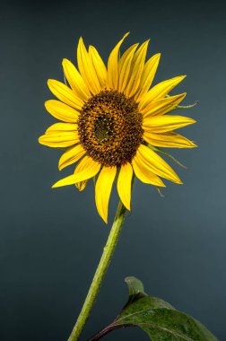 Yapraklarının üzerinde su damlacıkları ve koyu, nötr bir zemin üzerine kurulmuş desenli bir merkezi olan çarpıcı bir ayçiçeği.