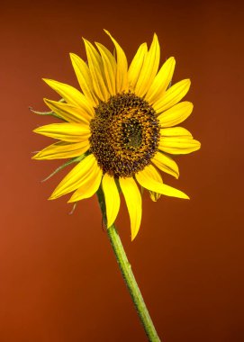 Parlak sarı yaprakları ve detaylandırılmış merkezi olan çarpıcı bir ayçiçeği. Katı ve canlı bir kırmızı arkaplan üzerine kuruludur.