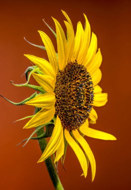 Parlak sarı yaprakları ve detaylandırılmış merkezi olan çarpıcı bir ayçiçeği. Katı ve canlı bir kırmızı arkaplan üzerine kuruludur.