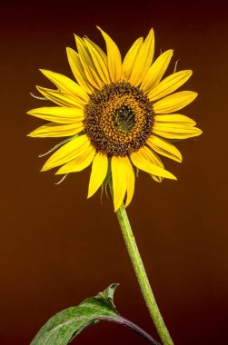 Parlak sarı yaprakları ve desenli, detaylı merkezi olan çarpıcı bir ayçiçeği. Koyu, koyu kahverengi bir zemin üzerine kuruludur.