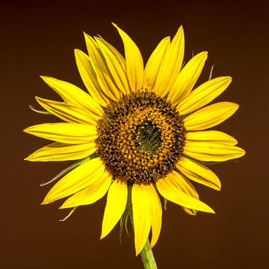 Parlak sarı yaprakları ve desenli, detaylı merkezi olan çarpıcı bir ayçiçeği. Koyu, koyu kahverengi bir zemin üzerine kuruludur.