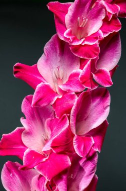 Çoklu pembe gladiolus çiçeklerinin detaylı ve canlı dikey yakın çekimi. Yapraklar, kenarlarında çarpıcı beyaz bir bukle bulunan, dinamik ve taze bir çiçek kompozisyonu yaratan, zengin pembe bir renge sahiptir.