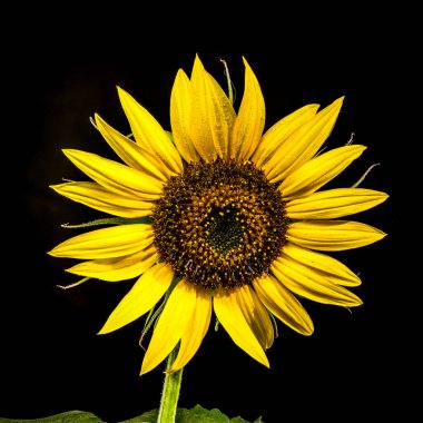 Parlak sarı yaprakları olan yalnız bir ayçiçeği ve su damlacıklarıyla kaplı karanlık bir merkezi olan, simsiyah bir zemin üzerinde duruyor.