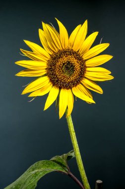 Yapraklarının üzerinde su damlacıkları ve koyu, nötr bir zemin üzerine kurulmuş desenli bir merkezi olan çarpıcı bir ayçiçeği.