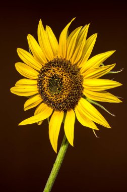 Parlak sarı yaprakları ve desenli, detaylı merkezi olan çarpıcı bir ayçiçeği. Koyu, koyu kahverengi bir zemin üzerine kuruludur.