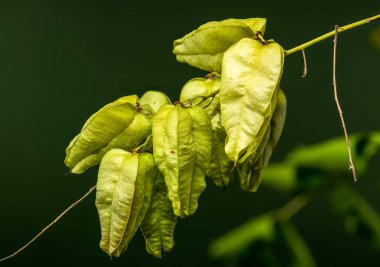 Altın Yağmur Ağacı 'ndan taze, yeşil tohum kapsülleri yakın plan, bulanık koyu yeşil arka plana karşı bir dalda asılı.