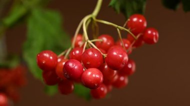 Canlı bir kırmızı viburum dut kümesinin 4K 'lık yakın çekim videosu derin ve karanlık bir arkaplanda duruyor. 