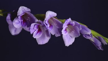 Canlı bir Mor Gladiolus 'un 4K videosu derin ve karanlık bir arkaplanda duruyor. 