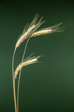 Olgun tahıl saplarının katı yeşil arka planda detaylı bir stüdyo çekimi. Bu görüntü hasat, tarım, pişirme ve sağlıklı yiyecek temaları için mükemmeldir.