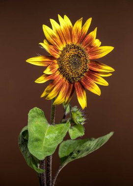 Canlı bir ayçiçeğinin göz kamaştırıcı yakın çekimi, sarı ve kırmızı yaprakları küçük su damlacıklarıyla süslenmiş, zengin, bulanık bir arkaplan üzerine kurulmuş.