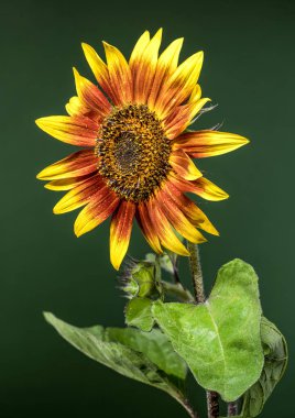 Bir ayçiçeğinin çarpıcı yakın çekimi, kırmızı ve sarı yaprakları su damlacıklarıyla parıldıyor, koyu yeşil, bulanık bir zemin üzerine kurulmuş