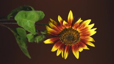 Canlı turuncu bir ayçiçeğinin 4K videosu derin ve karanlık bir arkaplanda duruyor. 
