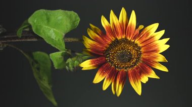 Canlı turuncu bir ayçiçeğinin 4K videosu derin ve karanlık bir arkaplanda duruyor. 