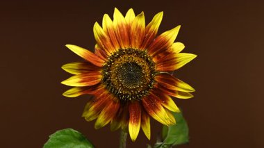 Canlı turuncu bir ayçiçeğinin 4K videosu derin ve karanlık bir arkaplanda duruyor. 