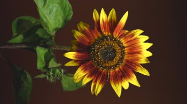 Canlı turuncu bir ayçiçeğinin 4K videosu derin ve karanlık bir arkaplanda duruyor. 