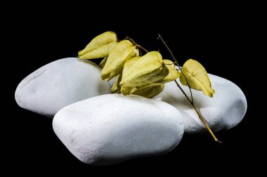 Sidik torbası bitkisinin kurumuş tohumları pürüzsüz, beyaz taşların üzerinde uzanıyor. Narin, kağıt kapsüller ve ince dallar derin siyah bir arkaplan üzerine kuruludur.