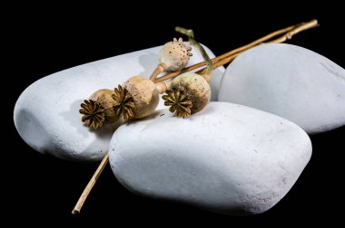 Pek çok kurutulmuş haşhaş tohumu başları hassas taçlarıyla pürüzsüz, beyaz nehir taşları üzerinde dinleniyor. İnce, kuru saplar taşların üzerinden uzanır, simsiyah bir zemin üzerine.