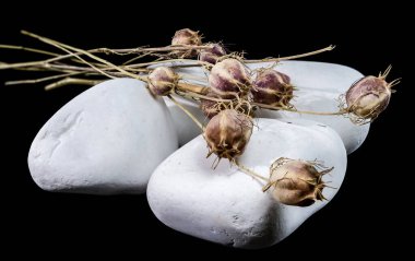 Kurumuş karton tohumu tohumu demetleri, sisli bir çiçeğin sevgisi pürüzsüz beyaz taşların üzerinde duruyor. Hassas kapsüller ve ince saplar koyu siyah bir arka planda vurgulanır.