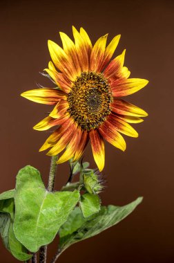 Canlı bir ayçiçeğinin göz kamaştırıcı yakın çekimi, sarı ve kırmızı yaprakları küçük su damlacıklarıyla süslenmiş, zengin, bulanık bir arkaplan üzerine kurulmuş.