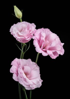 Zarif pembe Lisianthus çiçekleri ve narin taç yaprakları ve su damlaları içeren bir tomurcuk, koyu siyah bir arkaplan üzerine kurulmuş.