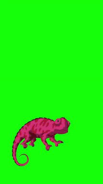 Red chameleon. Handmade 2D animated HD looped footage isolated on green screen. Vertical footage for video editing and wildlife projects
