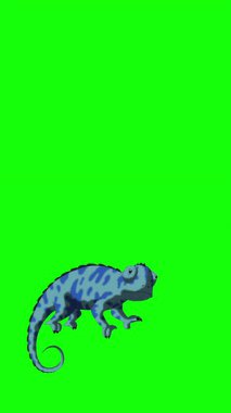 Blue chameleon. Handmade 2D animated HD looped footage isolated on green screen. Vertical footage for video editing and wildlife projects