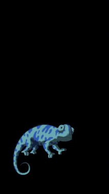 Blue chameleon. Handmade 2D animated HD looped footage isolated on alpha channel. Vertical footage for video editing and wildlife projects