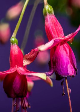 Yeşil yaprakları ve tomurcukları olan canlı pembe ve morumsu fuşya çiçeklerinin yakın plan çekimi, koyu mor bir arkaplan üzerine kaydedilmiş, renkleri öne çıkarıyor.