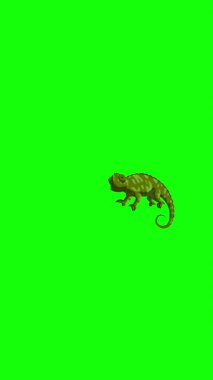 Green chameleon. Handmade 2D animated 4K looped footage isolated on green screen. Vertical footage for video editing and wildlife projects