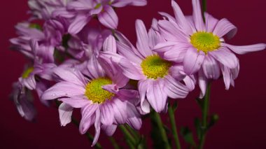 Close-up 4K video of a pink Chrysanthemum Bouquet with Yellow Centers, against a dramatic dark background 