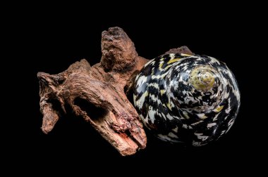 Studio close-up of a black and white patterned Magpie Turbo seashell resting beside a piece of rough, dark driftwood. Represents the beauty of the seashore.