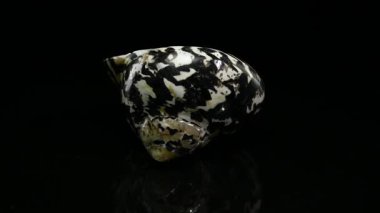 Close-up 4K video of a highly polished black and white patterned Magpie Turbo seashell isolated on a pure black background 