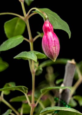 Canlı pembe ve morumsu fuşya çiçekleri ve tomurcukları, koyu siyah bir arkaplanda, çiçeklerin narin detaylarını vurguluyor.