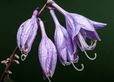 Canlı mor Hosta çiçeklerinin detaylı görüntüsü, zarif taç yaprakları ve beyaz pullar sergileniyor, pürüzsüz, karanlık orman yeşili arka planda çarpıcı bir zıtlık var.