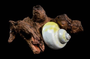 Pürüzsüz, soluk sarı ve beyaz cilalı bir ay kabuğu sert, karanlık bir dalda mükemmel bir şekilde dengelenmiştir.