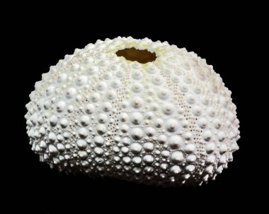 Mükemmel korunmuş beyaz deniz kestanesi testi ya da kabuğunun detaylı makro fotoğrafı, katı siyah bir zemin üzerinde karmaşık dokusunu ve küresel şeklini vurgular.