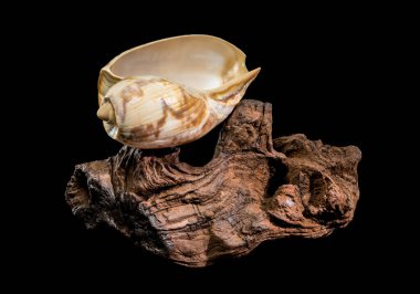 Açık bir açıklık ile desenli Noble Volute kabuğu (Nobilis Voluta), saf siyah bir arkaplan üzerinde izole edilmiş, engebeli, karanlık bir akıntı parçasının üzerinde bulunur.