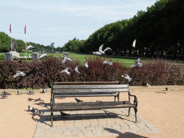 Polonya 'nın Szczecin kenarı, eğik güvercinlerle kaplı.